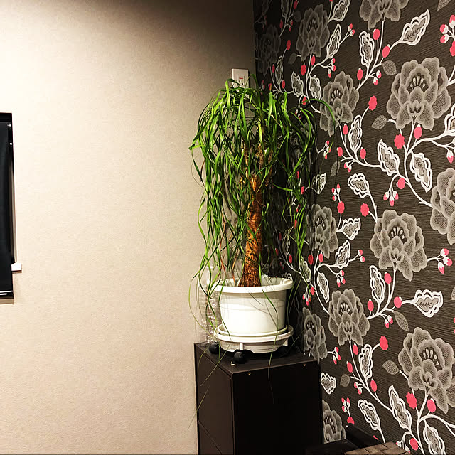ポニーテール/観葉植物/平屋/Panasonic/北海道の冬...などのインテリア実例 - 2021-12-23 19:01:30