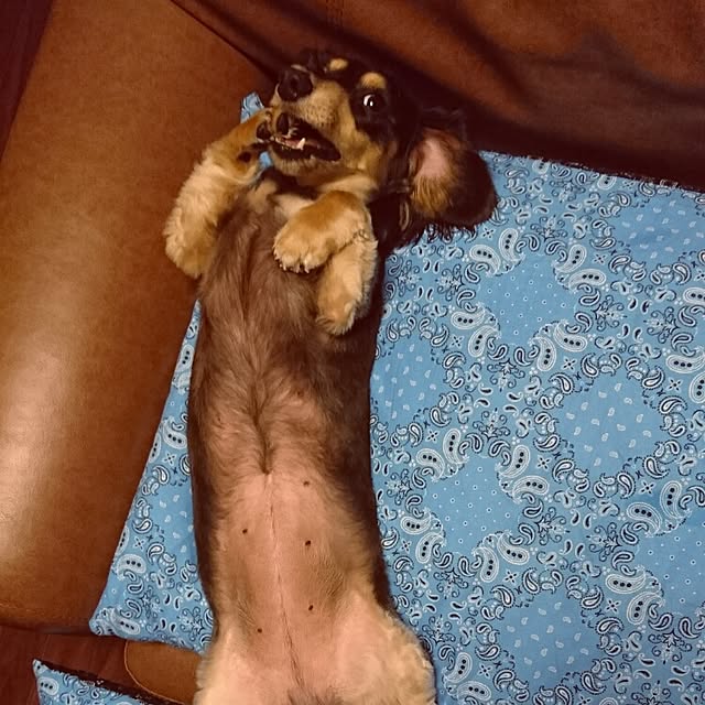 cocosorasakuさんの実例写真