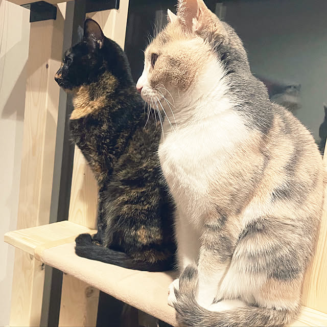 neko-hakaseさんの実例写真