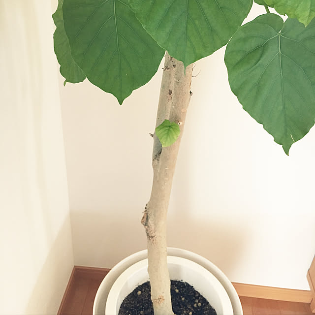 nanachanmamaさんの実例写真