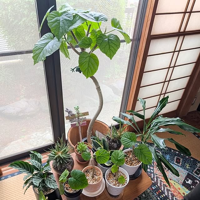 naoporonさんの部屋