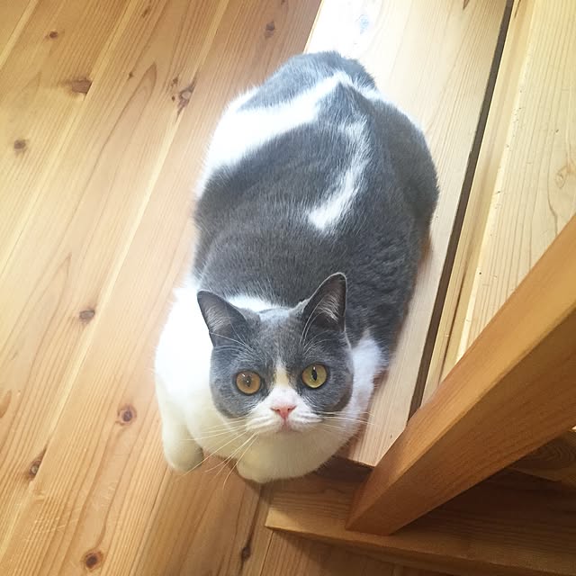mohayaeteさんの実例写真