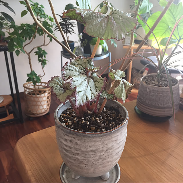 kinakoさんの実例写真