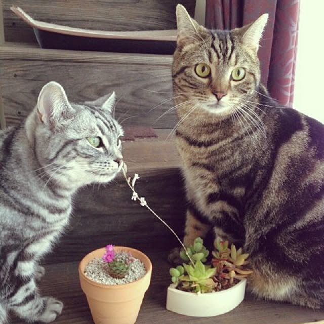 mikomaruさんの実例写真