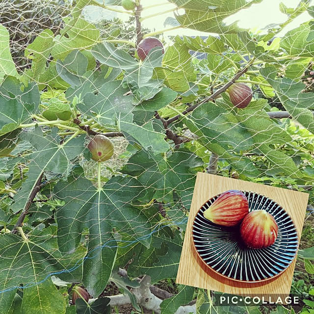 tabasaさんの実例写真