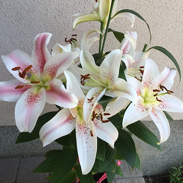 htm.さんの実例写真