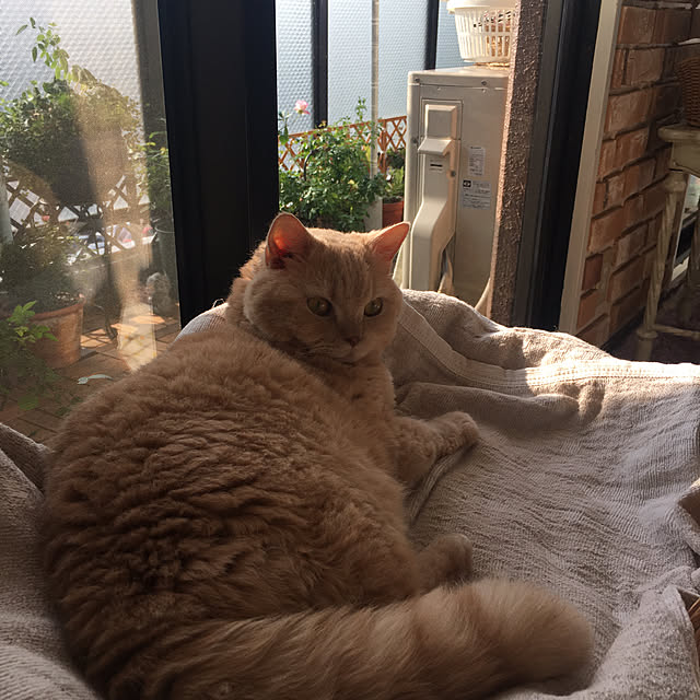 naokoさんの実例写真