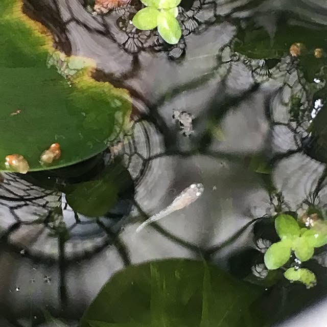 frostyさんの実例写真