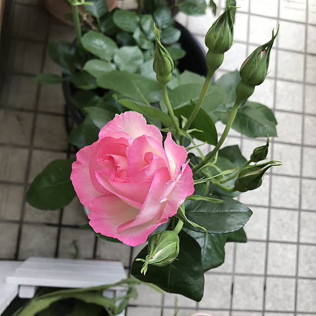 asako.10さんの実例写真