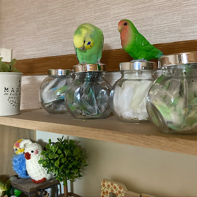 toratanさんの実例写真