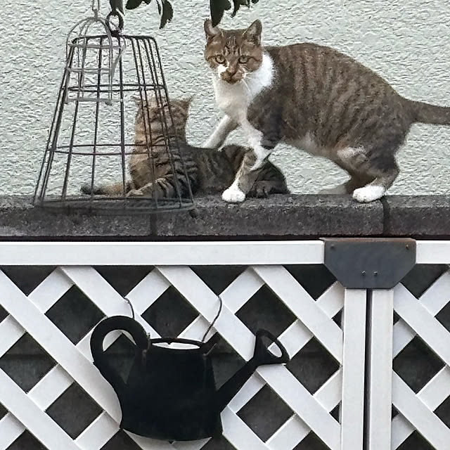 momocchiさんの部屋