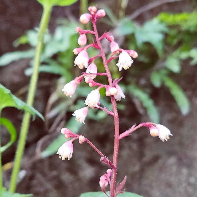 mocomocoさんの部屋