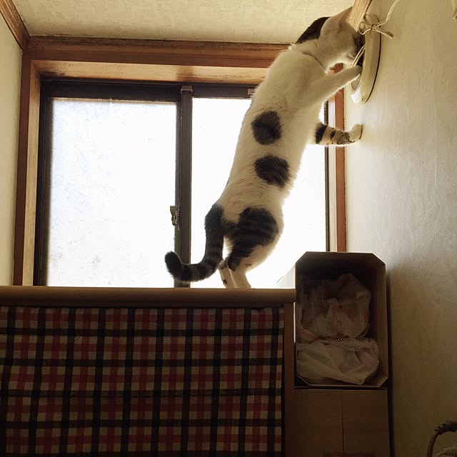 yocchiさんの実例写真