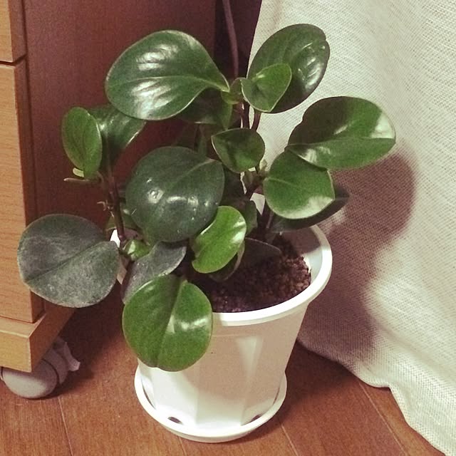 bambiさんの実例写真