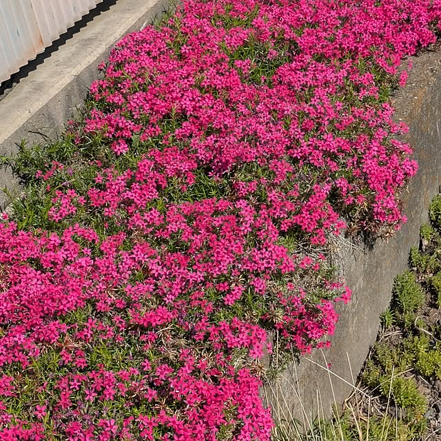 minnieさんの部屋