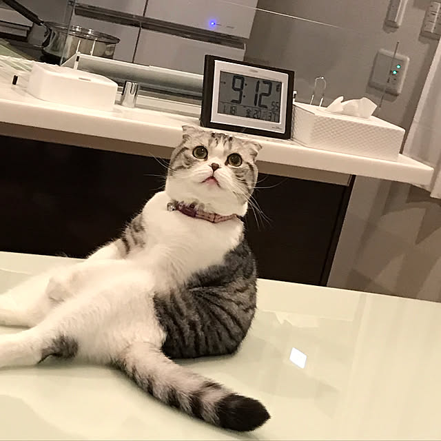 Dahliaさんの実例写真