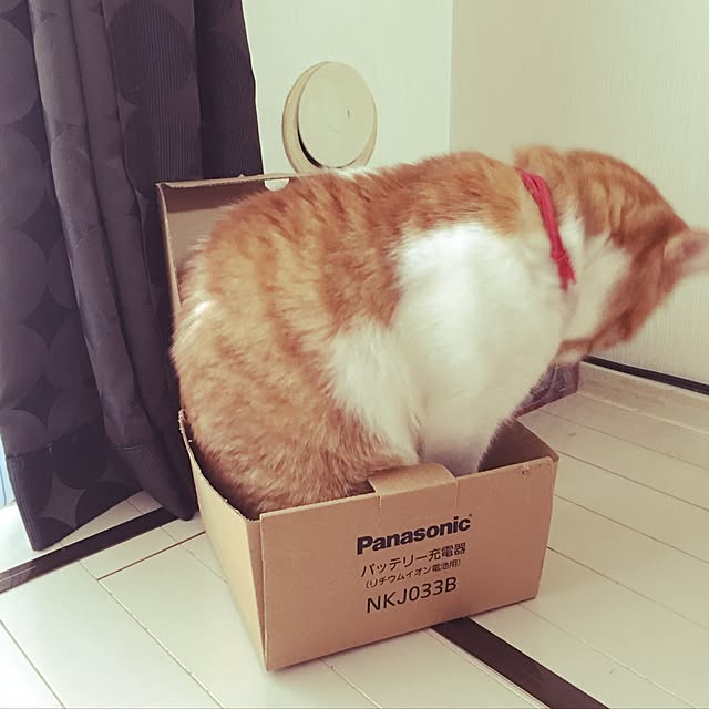 nyanyakoさんの実例写真