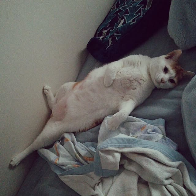 porinさんの実例写真