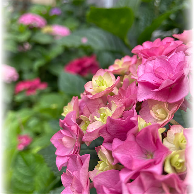 glassflowerさんの実例写真