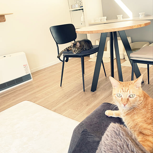 neko_daisukiさんの実例写真
