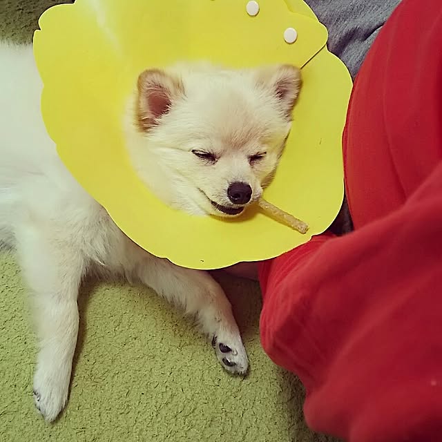 yuki15さんの実例写真