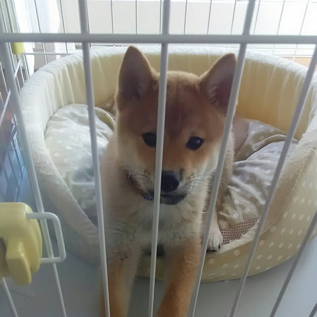 kenkenさんの実例写真