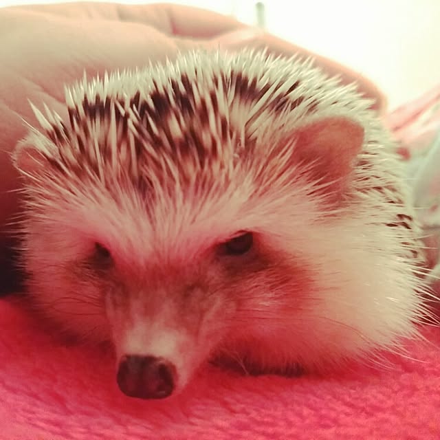 kuruさんの実例写真