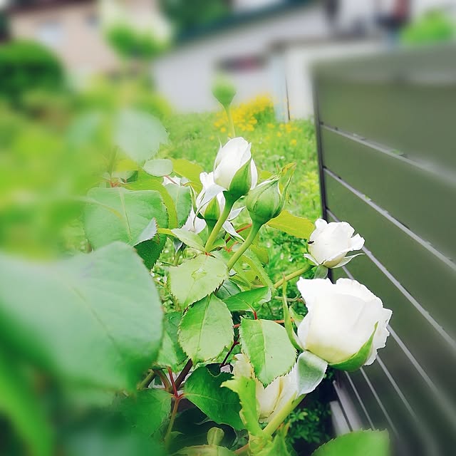 surviveさんの部屋