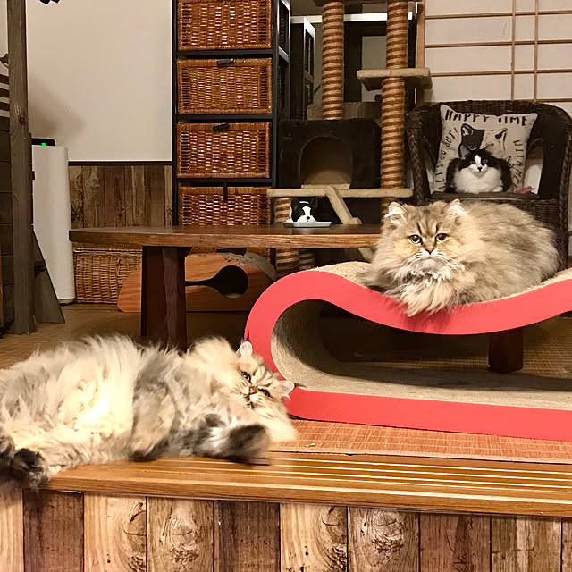 butachanさんの実例写真
