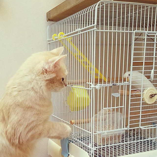 shimaさんの実例写真