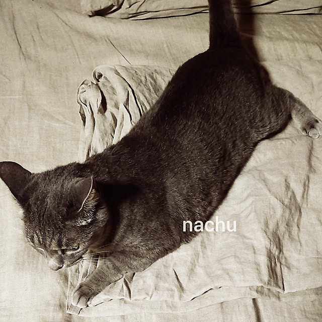 nachuさんの実例写真