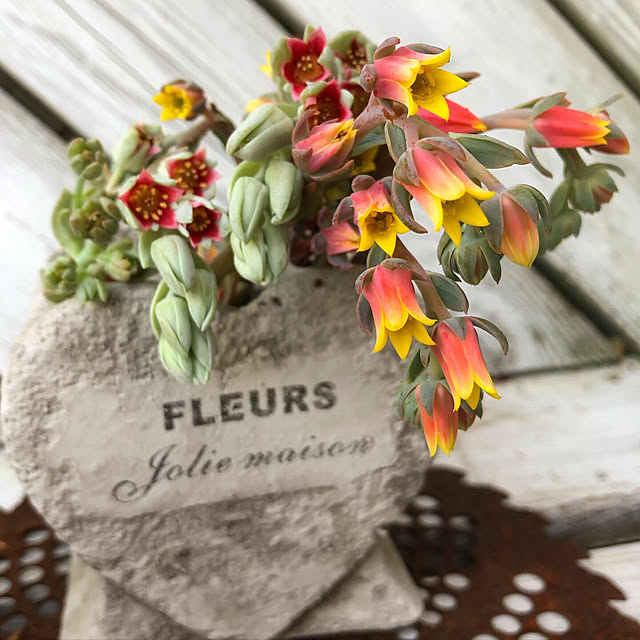 **yuu**さんの実例写真