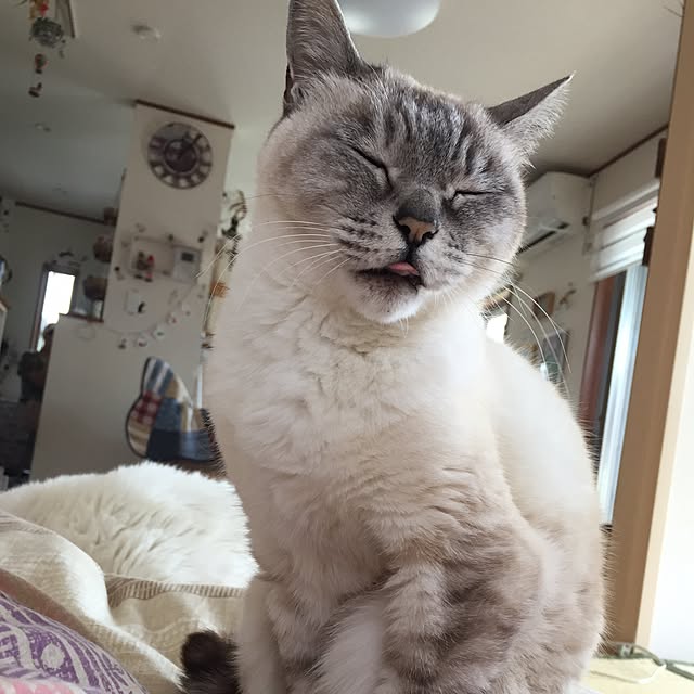 odekoさんの実例写真