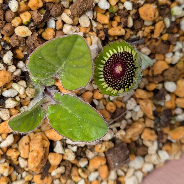 mi-saさんの部屋