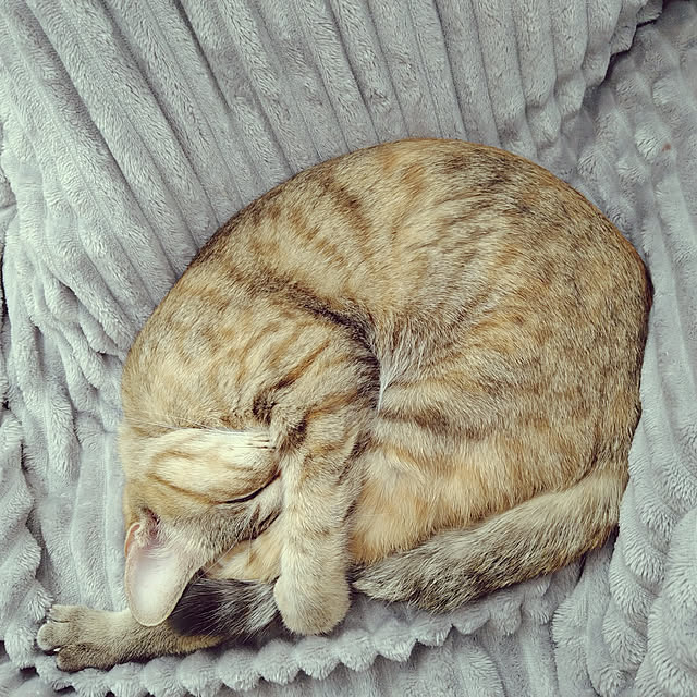 mamekoさんの実例写真