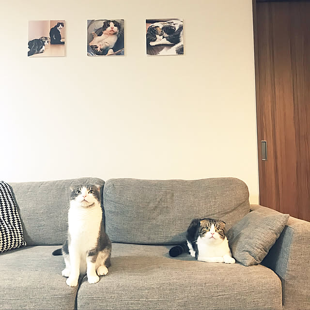 tansukeさんの実例写真