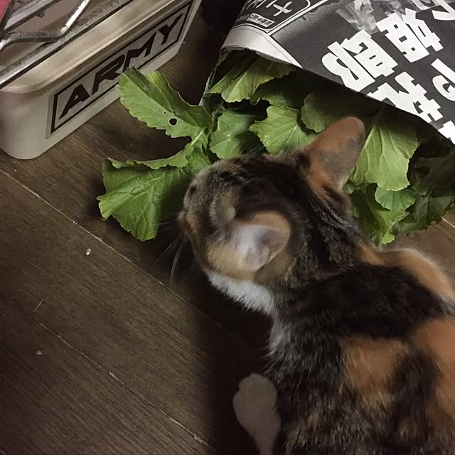 vivienne.coco-keiさんの実例写真