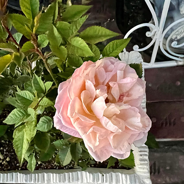 AYUKOさんの実例写真