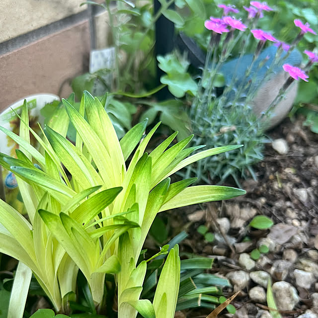 hinamamaさんの実例写真