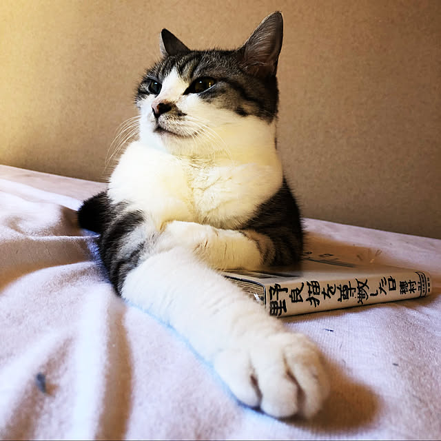 nekosikaさんの実例写真