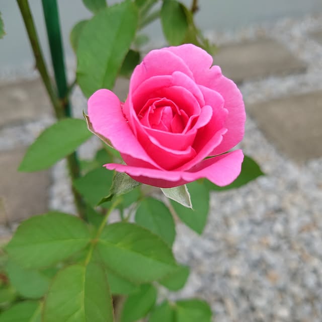 fleur-mamanさんの部屋