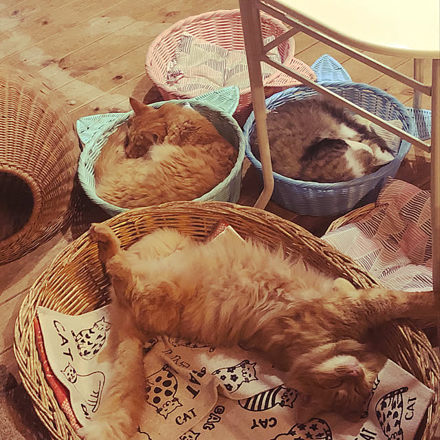 Maki-nekomamireさんの実例写真