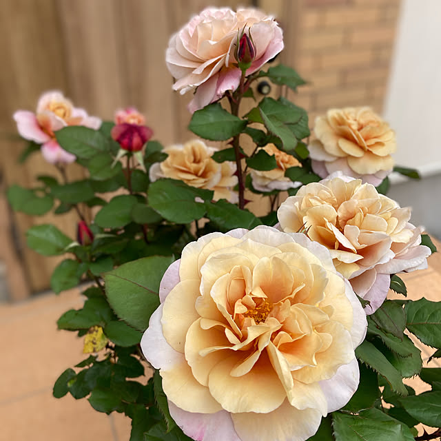 kuroさんの実例写真