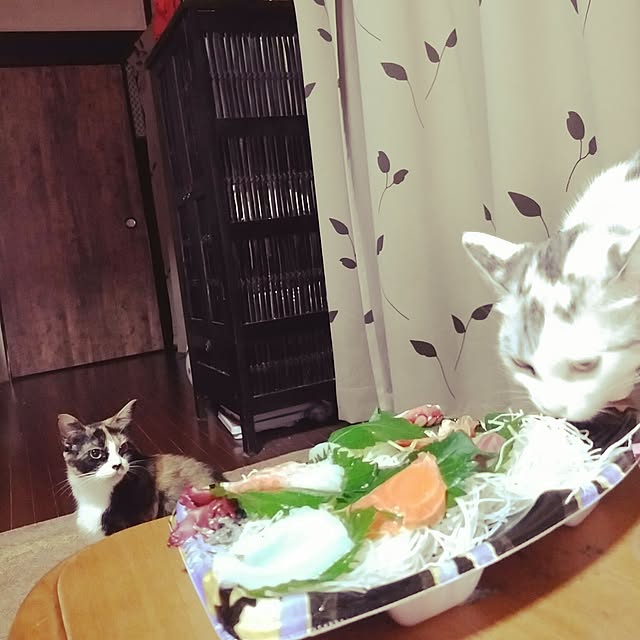 catLoverさんの実例写真