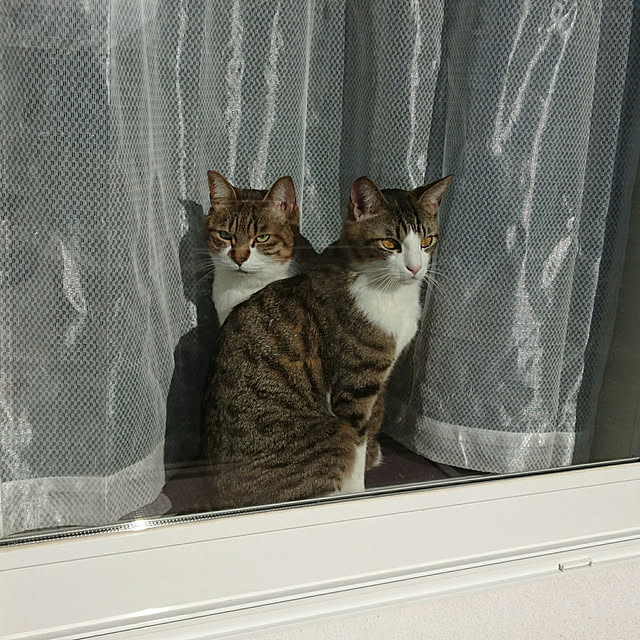 shiiiさんの実例写真