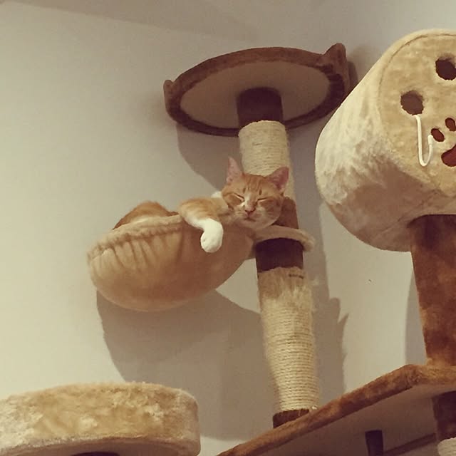 Shuichiさんの実例写真