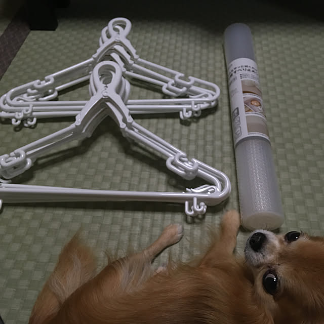 koroさんの実例写真