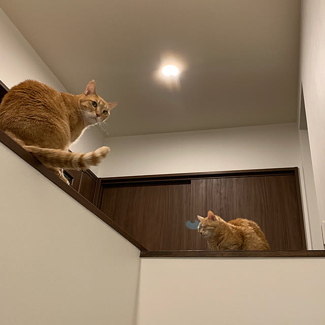 mikeume7さんの実例写真