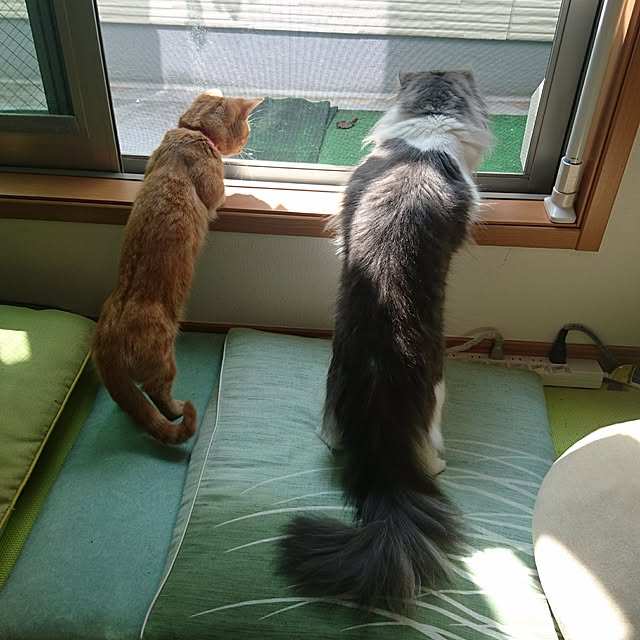 shinobuさんの実例写真