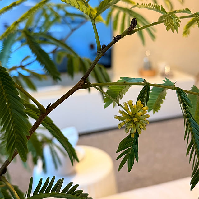 biroballonneさんの部屋